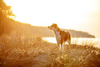 Border-Collie-Mischling