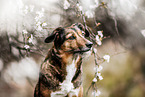 Border-Collie-Mischling