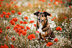 Border-Collie-Mischling