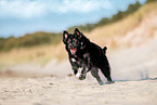 Border-Collie-Mischling