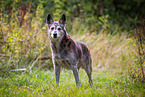 Husky-Mischling