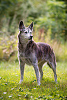 Husky-Mischling