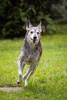 Husky-Mischling