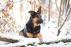 Deutscher-Schferhund-Rhodesian-Ridgeback-Mix