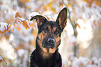 Deutscher-Schferhund-Rhodesian-Ridgeback-Mix