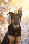 Deutscher-Schferhund-Rhodesian-Ridgeback-Mix