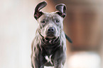 Staffordshire-Bullterrier-Mix