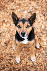 Jack-Russell-Terrier-Mischling