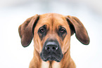 Rhodesian-Ridgeback-Mix im Schnee