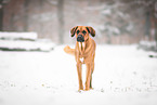 Rhodesian-Ridgeback-Mix im Schnee