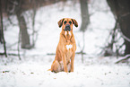 Rhodesian-Ridgeback-Mix im Schnee