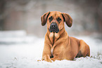 Rhodesian-Ridgeback-Mix im Schnee