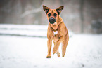 Rhodesian-Ridgeback-Mix im Schnee