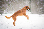 Rhodesian-Ridgeback-Mix im Schnee