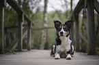 Border-Collie-Mischling Hndin