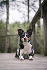 Border-Collie-Mischling Hndin