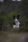 Border-Collie-Mischling Hndin