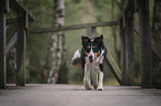 Border-Collie-Mischling Hndin