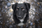 Schferhund-Mischling