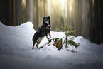 Schferhund-Mischling