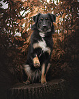 Schferhund-Mischling