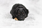 Schferhund-Mischling