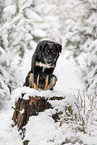 Schferhund-Mischling