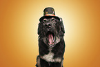Schferhund-Mischling