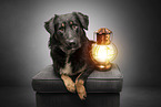 Schferhund-Mischling