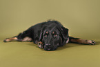 Schferhund-Mischling