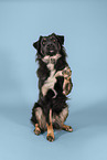 Schferhund-Mischling