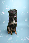 Schferhund-Mischling
