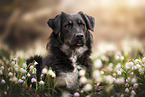 Schferhund-Mischling
