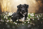 Schferhund-Mischling