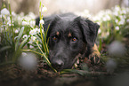 Schferhund-Mischling