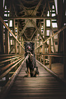 Schferhund-Mischling