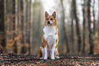 Akita-Inu-Mischling