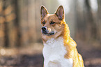 Akita-Inu-Mischling