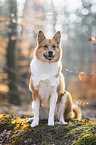 Akita-Inu-Mischling