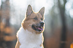 Akita-Inu-Mischling