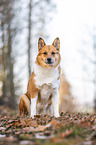 Akita-Inu-Mischling