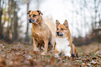Hunde