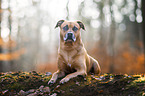 Rhodesian-Ridgeback-Pitbull