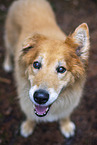 Collie-Mischling