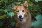 Collie-Mischling