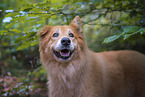 Collie-Mischling