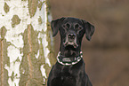 Labrador-Retriever-Mischling