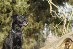 Labrador-Retriever-Mischling