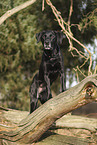 Labrador-Retriever-Mischling
