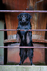 Mischling